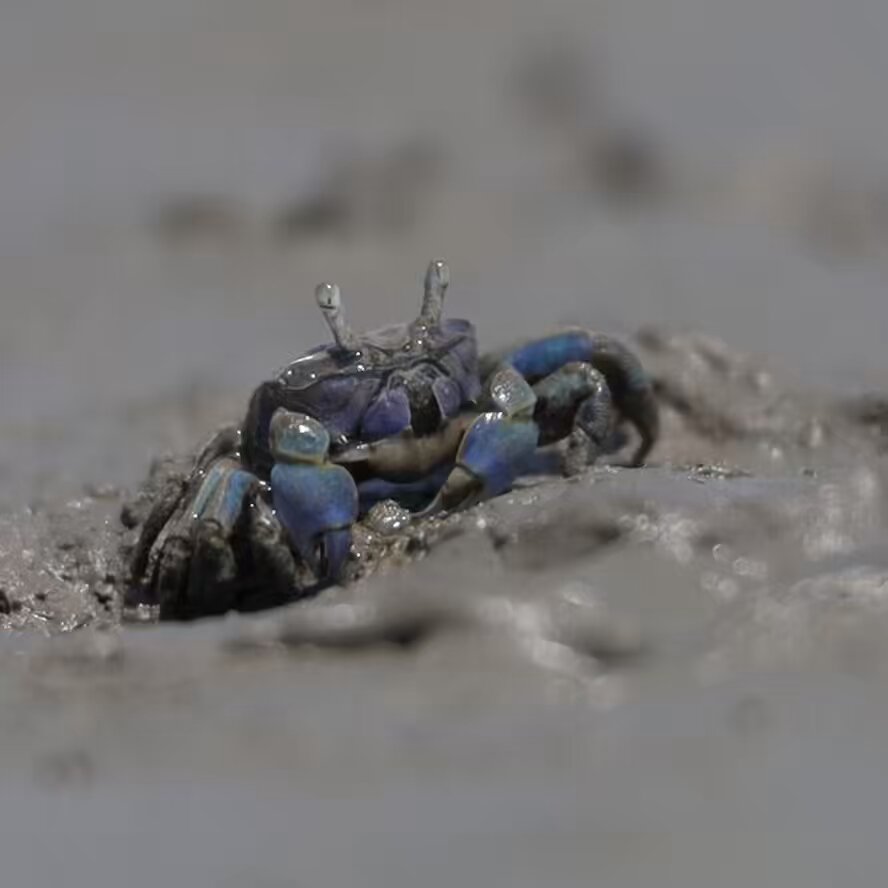 新品 匿名 spindleshanks crab カニ I was lurking an incredible