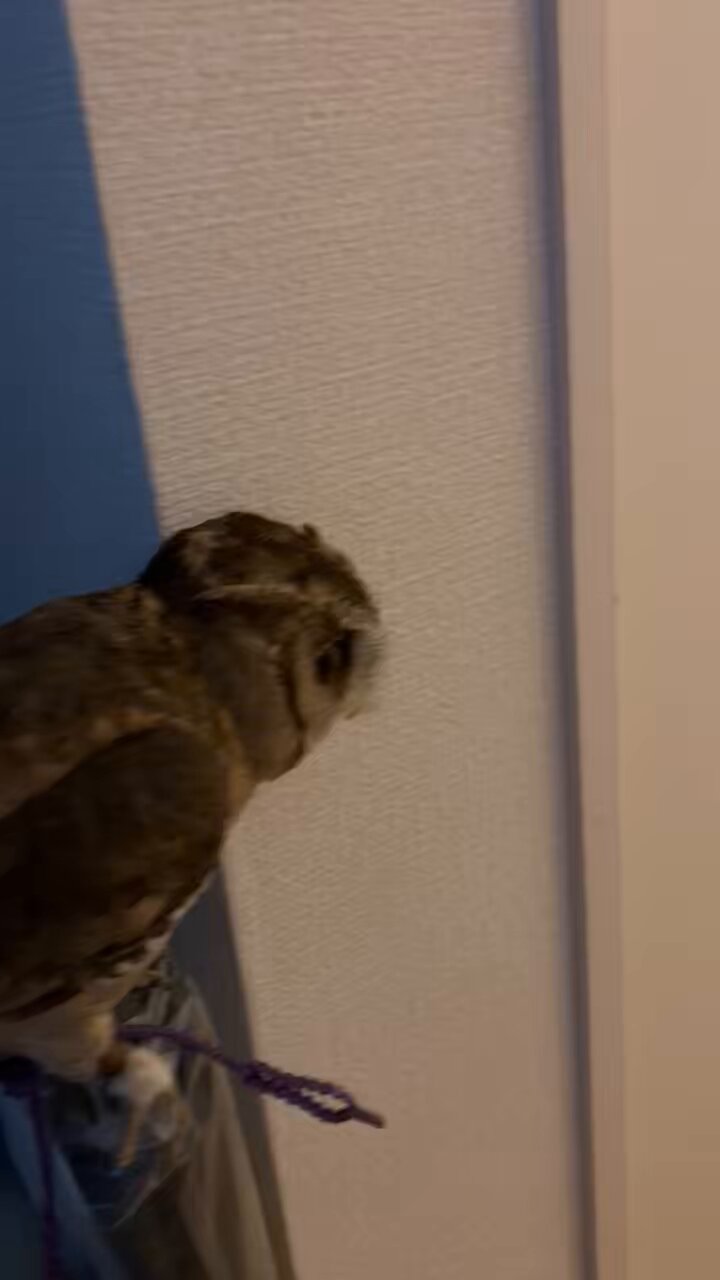 白鷗【小鳥＝羽虫無心】肉質画 The Ukiyo-e Archive