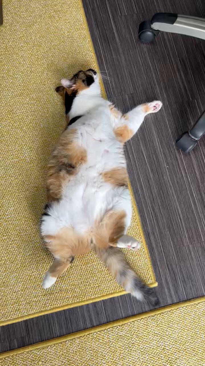 三毛猫♡ 珍妙オス三毛猫ショートライブ - YouTube