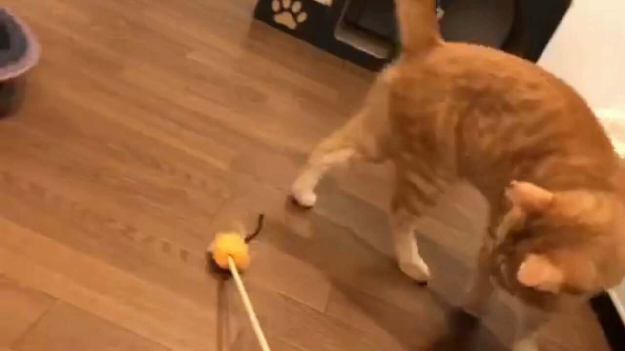 にゃん太通販+にゃっ展+にゃんにゃんBOX+猫十字 (@nyantashop) / X