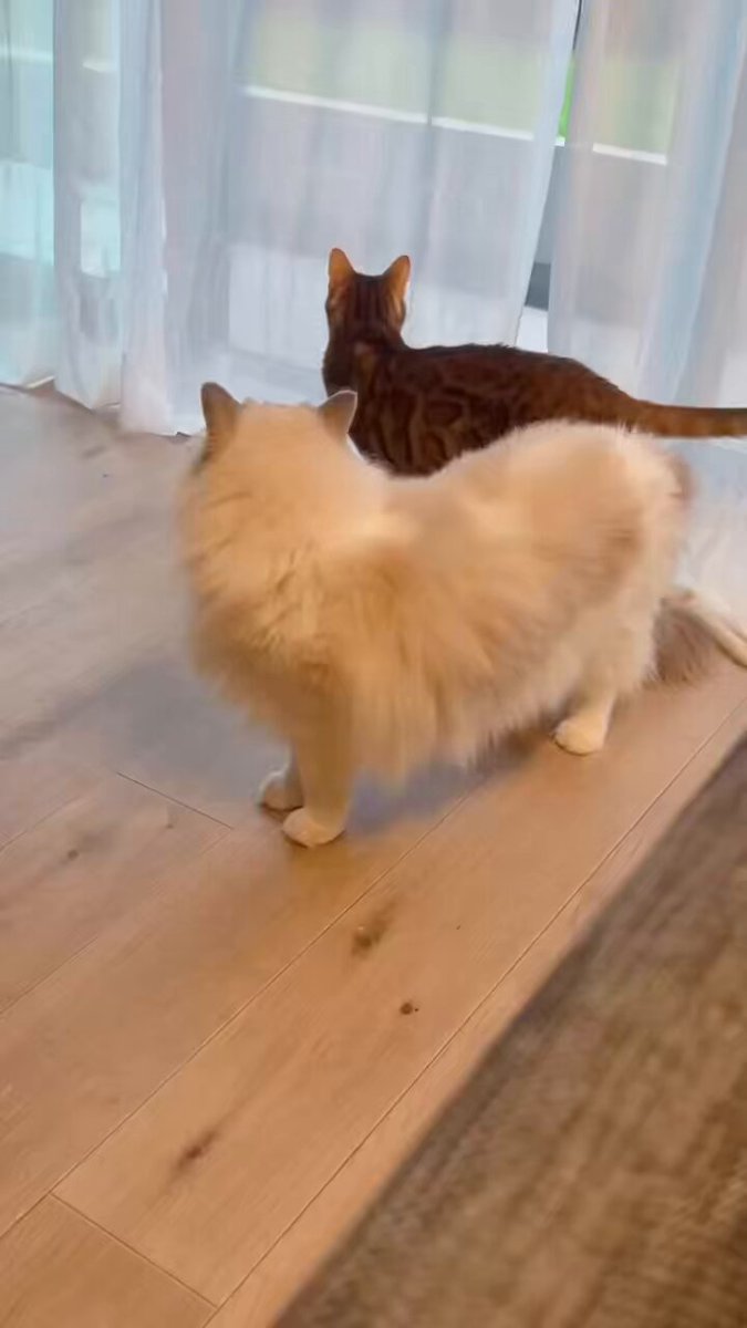 こまち🐾ぱとら (@komachi_624) / Posts / X