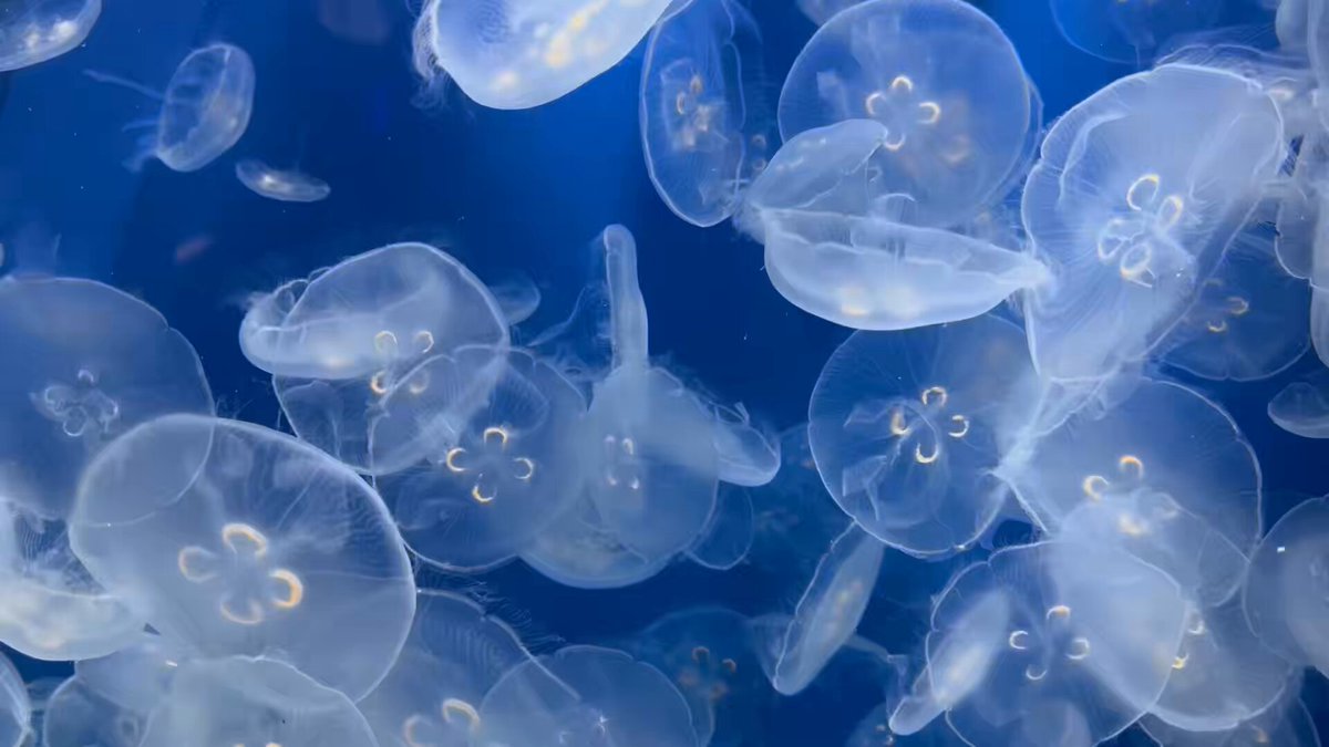 クラゲ - Search / X