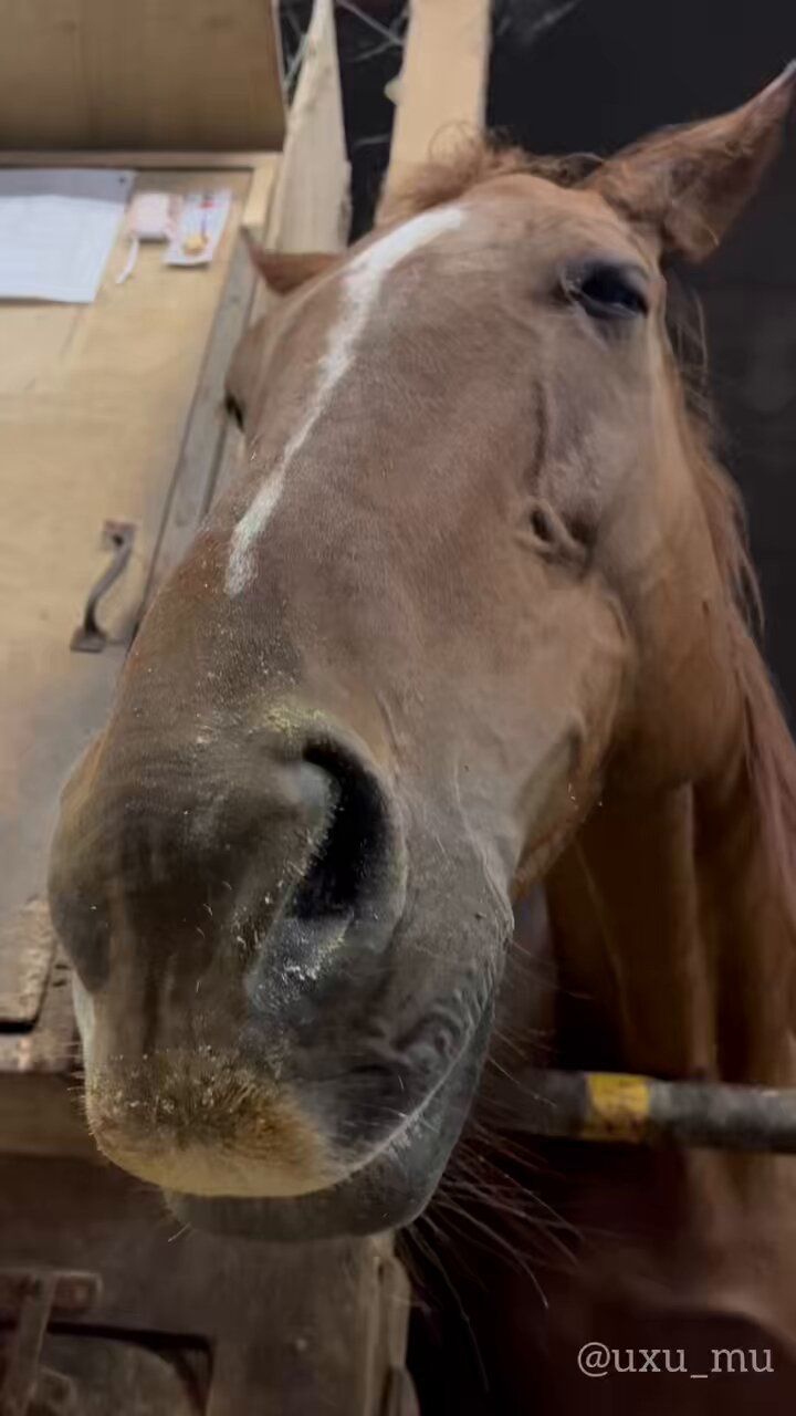 盗まれた馬 DID】E60082 Brown-Red War Horse (Standing) ネイサン大尉 愛馬