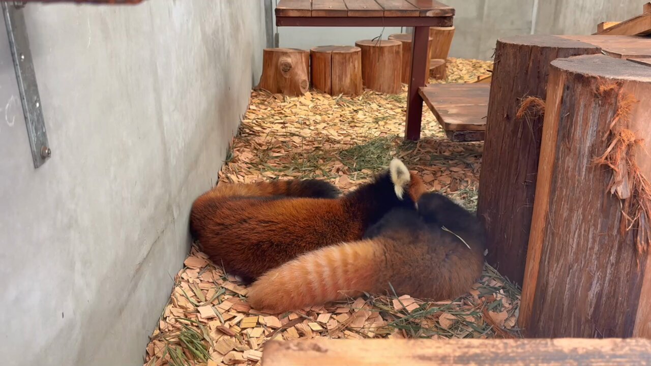 静岡市立日本平動物園 on X: 