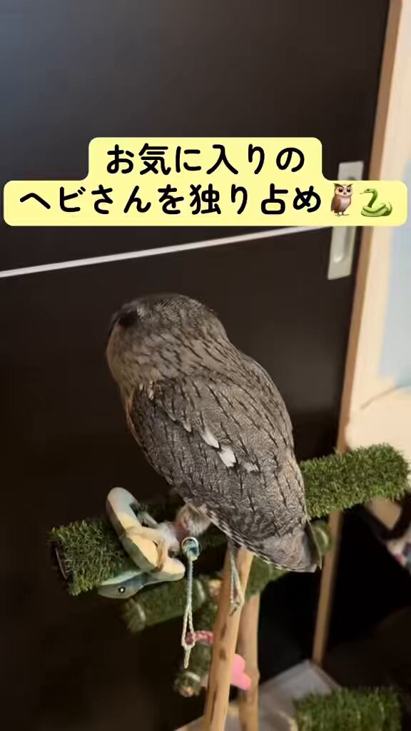 白鷗【小鳥＝羽虫無心】肉質画 白鷗【小鳥＝羽虫無心】肉質画 - メルカリ