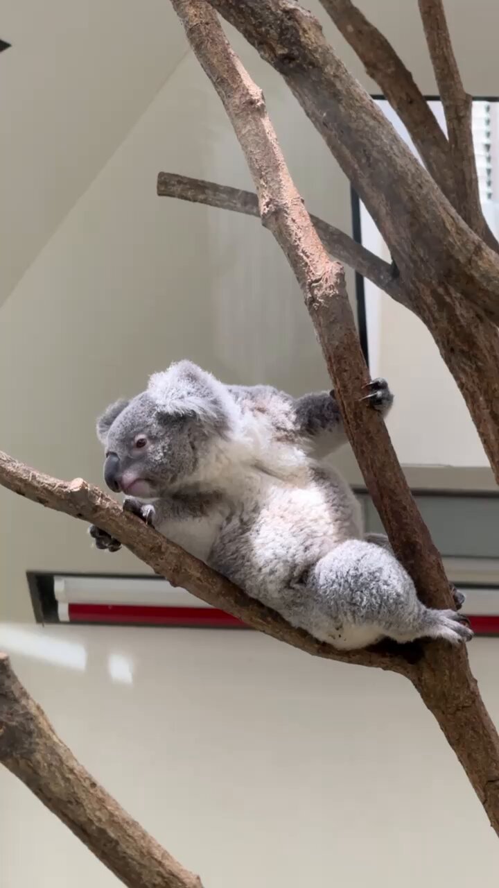 コアラ シナダ SHINADA ぬいぐるみ うぃずず コアラ WZZK-0350