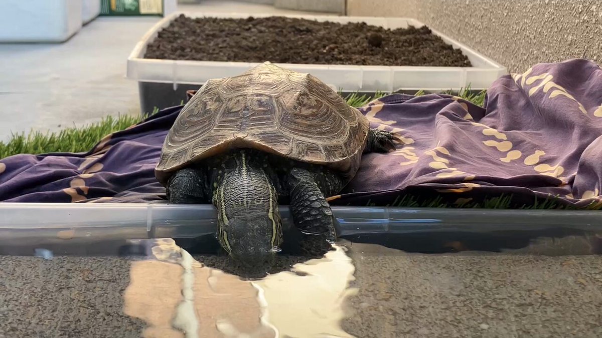 亀さん別居 (@ylGBDXxEch64994) / Posts / X