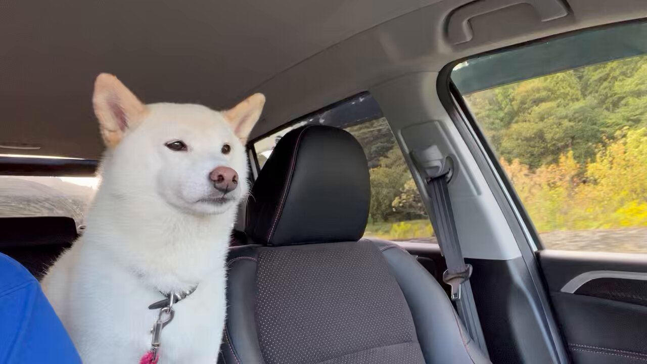 シロちゃん 電脳少女シロ (@SIROyoutuber) / X