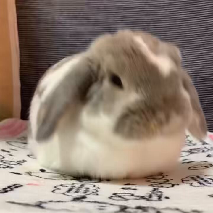 うさぎのココ (@5w1iaVZsovhbpJv) / Posts / X