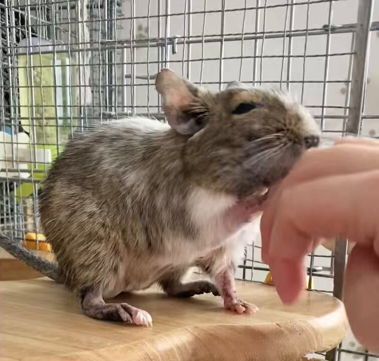 No.133じゃらじゃら✨ブレス‪orチャームෆ‪.*・゜b. 🪐 Reality or Dream