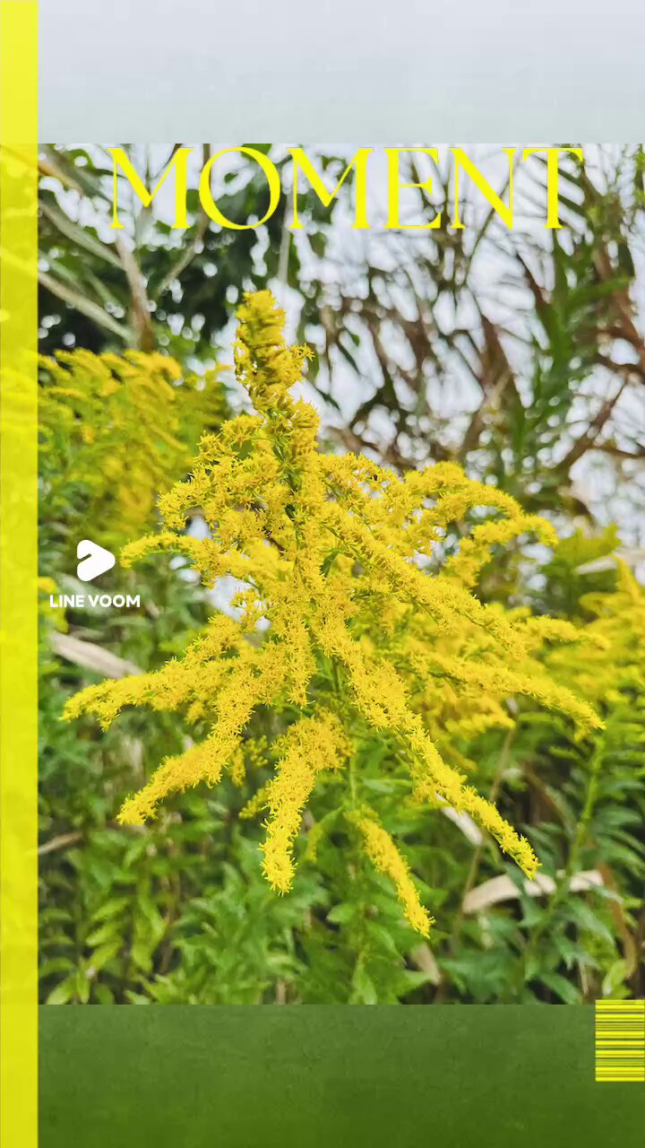 杉の花粉 ③ 杉の花粉 ③ rectangle_large_type_2_d3273e5