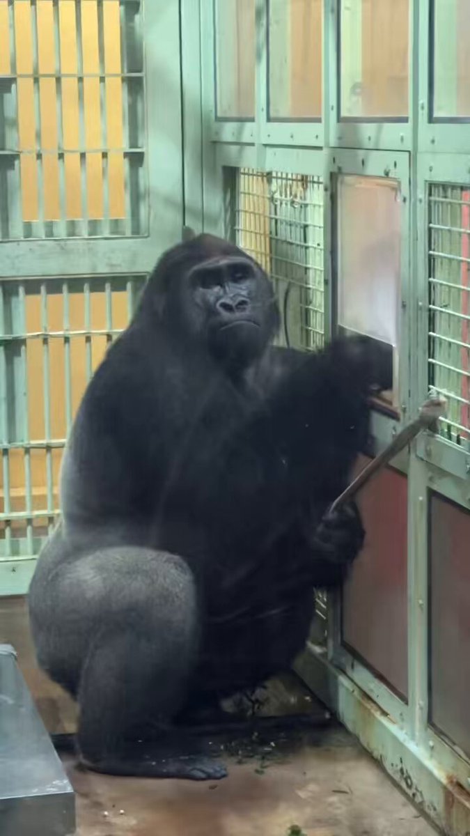 ゴリラ - Search / X