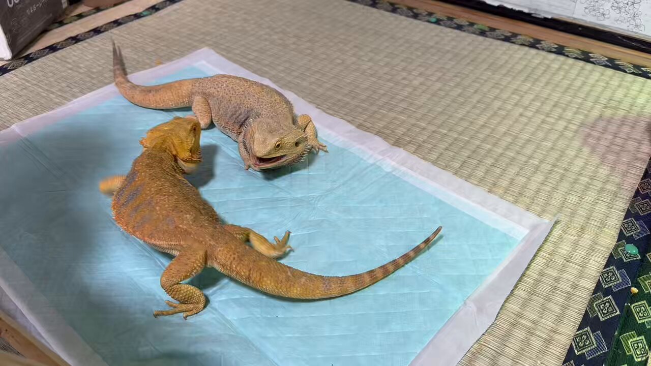 トカゲ トカゲとプレコ on X: 