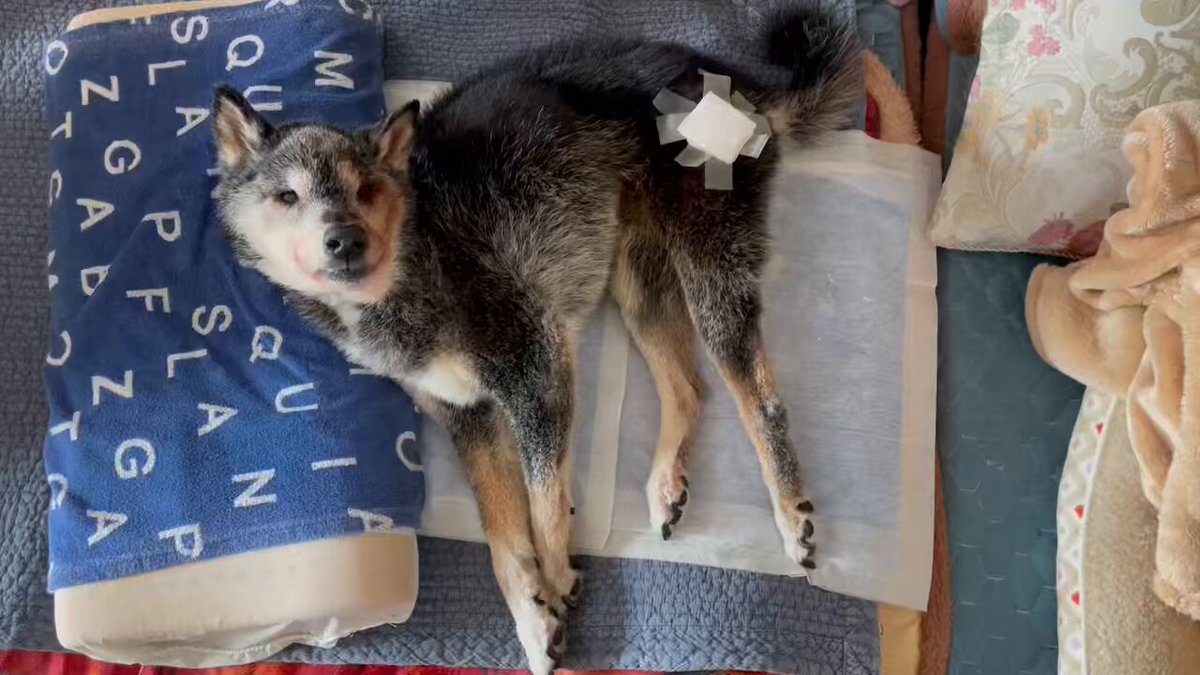 たぬ吉 (@manmaru063061) / Posts / X