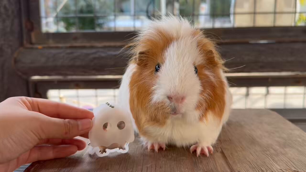 モルモット Amazon.co.jp: GREENADSCAPE モルモット 豚 置物 モルモット 豚