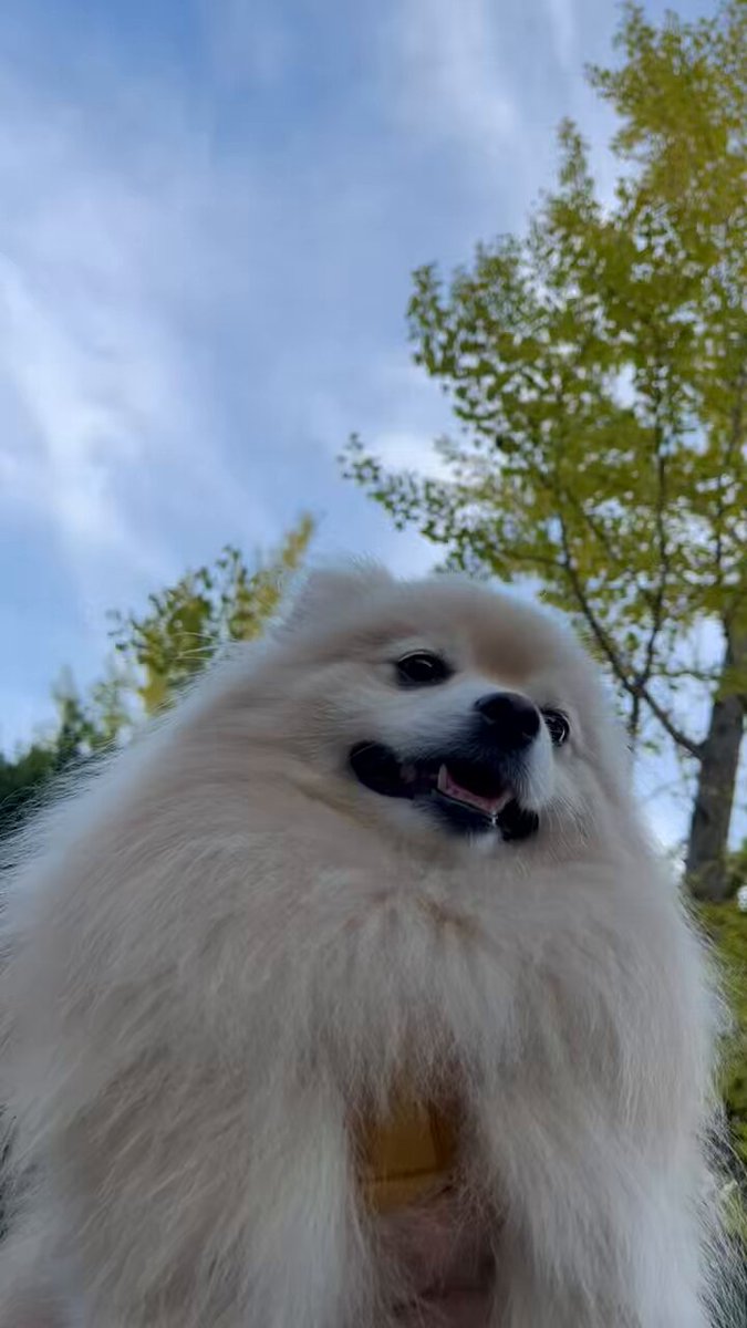 ぽめページ ぽめ次郎 (@pmzr_) / X