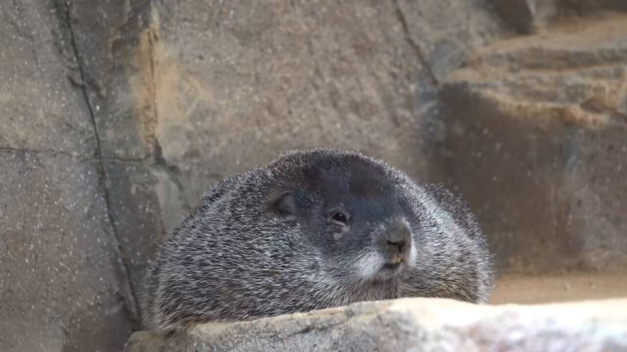 ゆば(=^・・^=) ゆば - Search / X