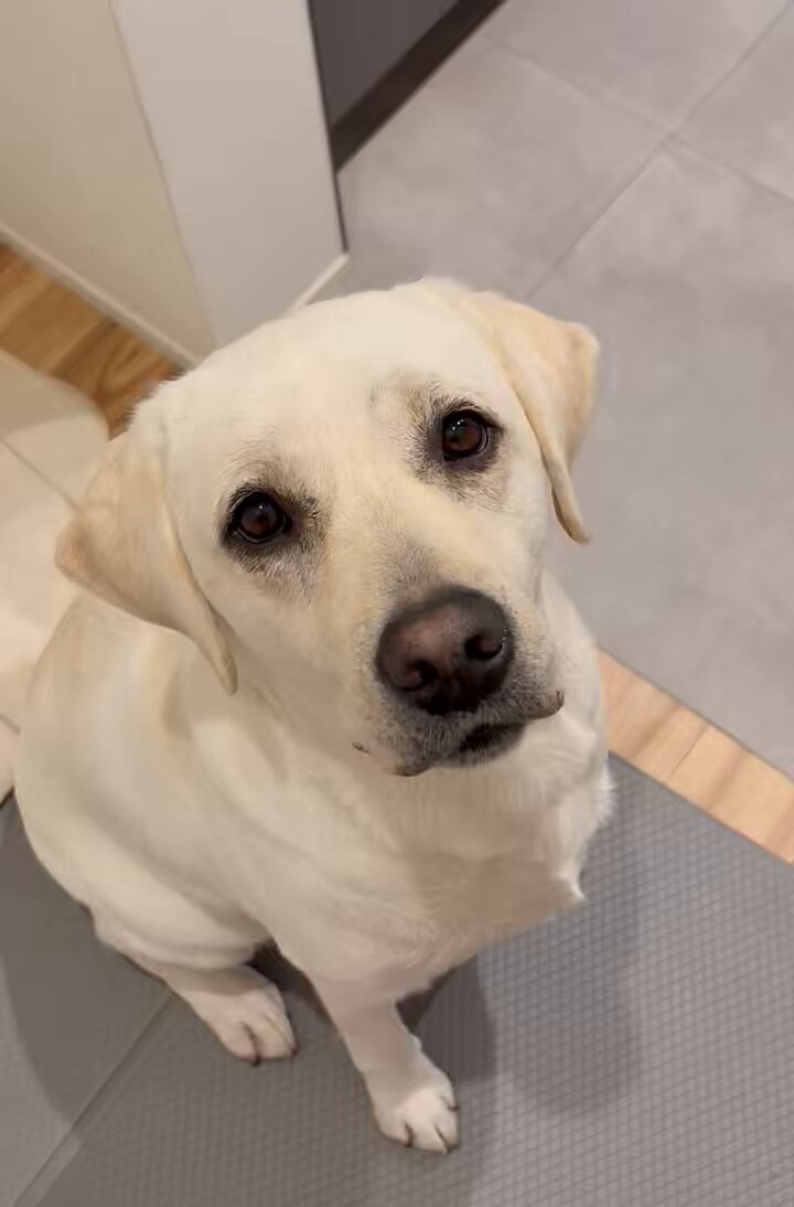 ラブラドールページ CHROME TOUR BIG DOGボール（ラブラドールレトリバー）【数量限定】