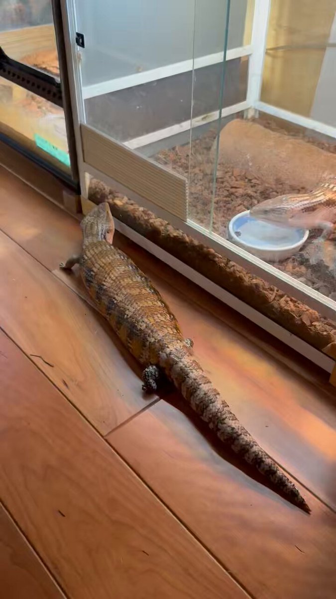 ヒ*ロ様 ☘️ スペシャルイベント☘️ラスト2☘️371 ❤️超希少【カメレオン ヒ*ロ様 ☘️ スペシャルイベント☘️ラスト2☘️371 ❤️超希少