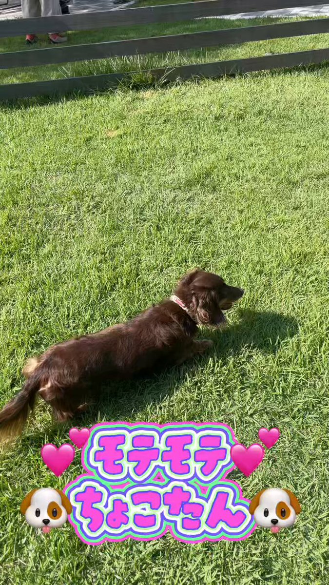 ちょこたん ちょこたん (@7izG4tgiSpbpp2j) / Posts / X