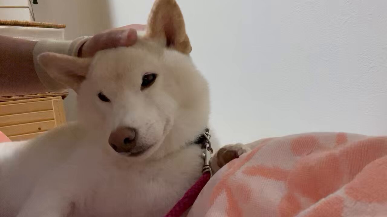 白柴シロちゃん on X: 