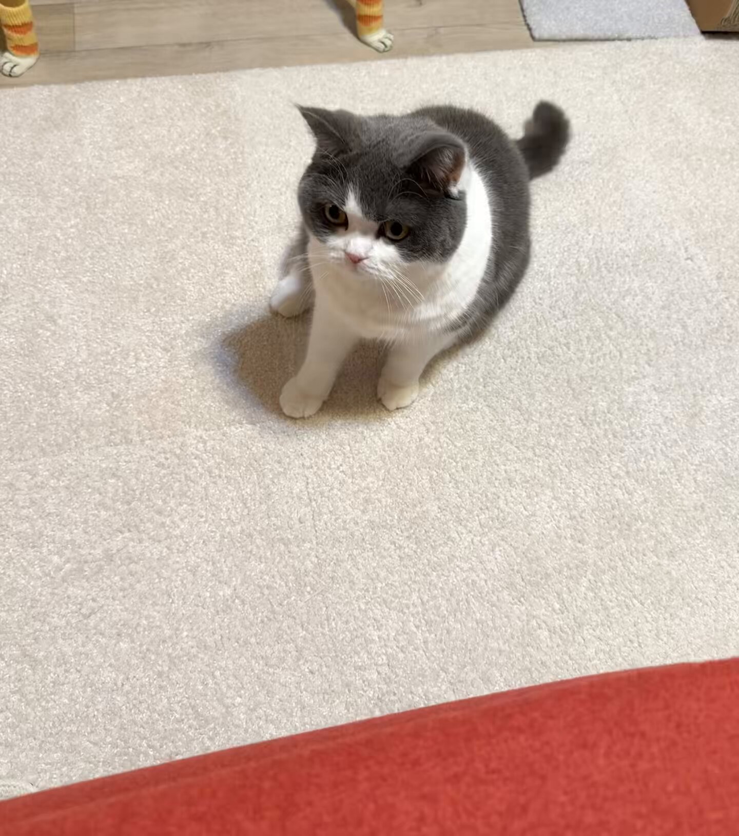 タモ猫 Amazon.co.jp: iimono117 猫 捕獲器 安全 踏み板式 【S/M/L/LL