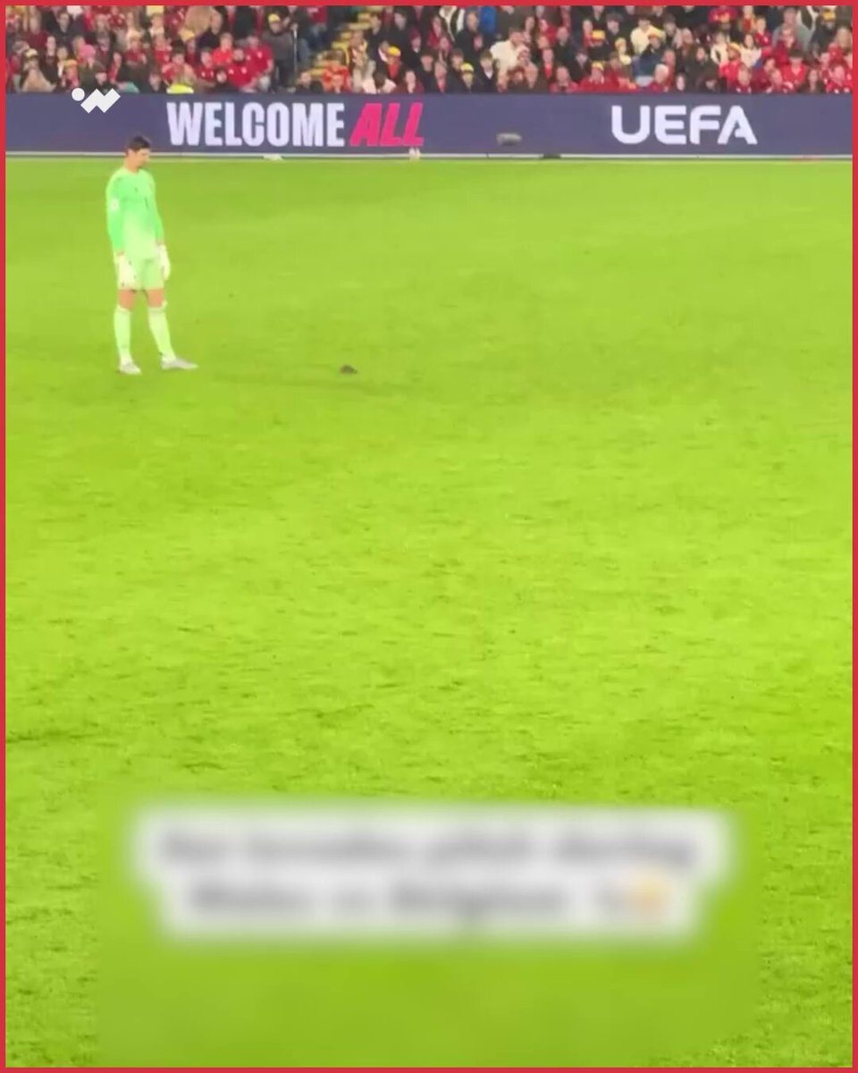 فأر في مباراة بلجيكا وويلز، كورتوا وجونسون حاولا إمساكه وكانت النتيجة فأر في مباراة بلجيكا وويلز، كورتوا وجونسون حاولا إمساكه وكانت النتيجة