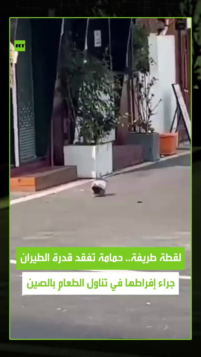 مشهد طريف من الصين.. حمامة "شبعت" لدرجة أنها لم تعد قادرة على الطيران بعد تناولها الطعام بشراهة في شارع مليء بالمطاعم. #حمامة 