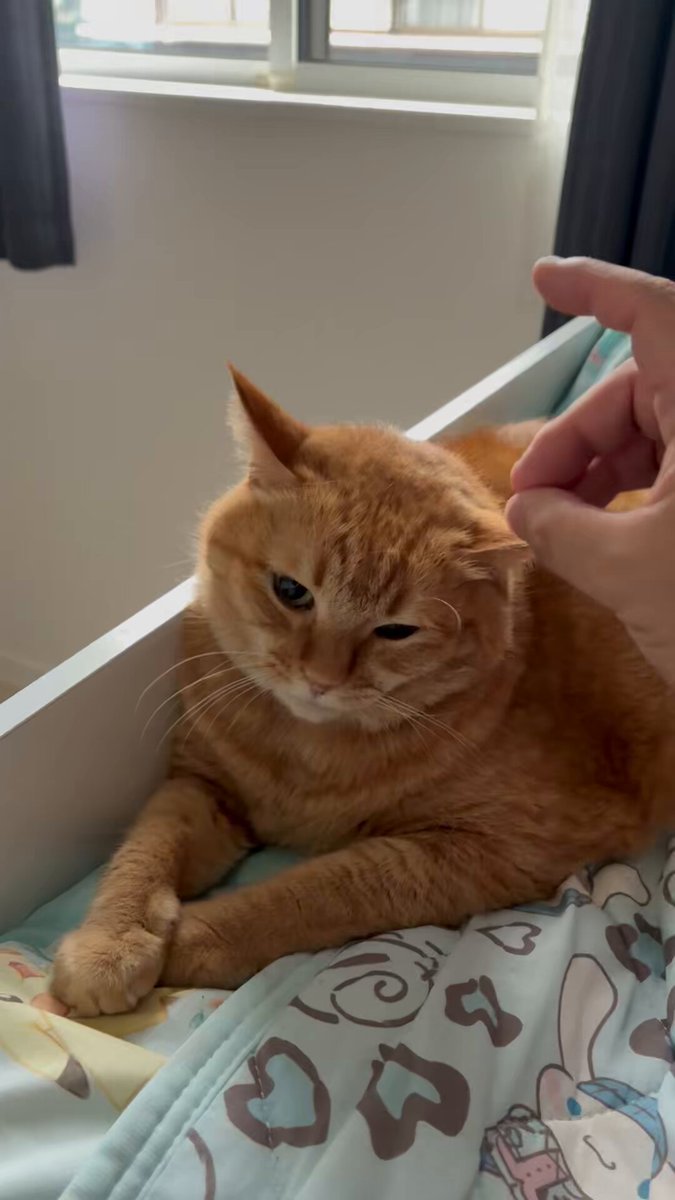 猫だーいすき✨✨ 🍞🐻💅 ウットリしてると思ったら 気に食わなかったらしい