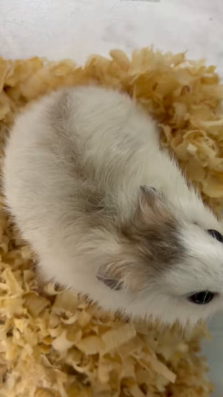 Cute animal みみんが𓄛 on X: 