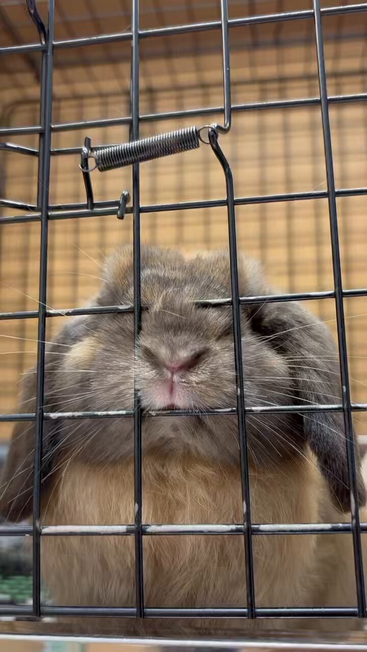 うさぎのしっぽオリナス錦糸町店 on X: 