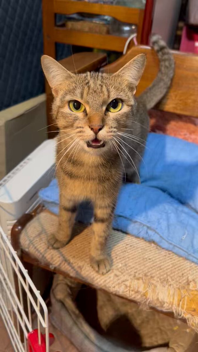 きじとら様 キジトラ - Search / X