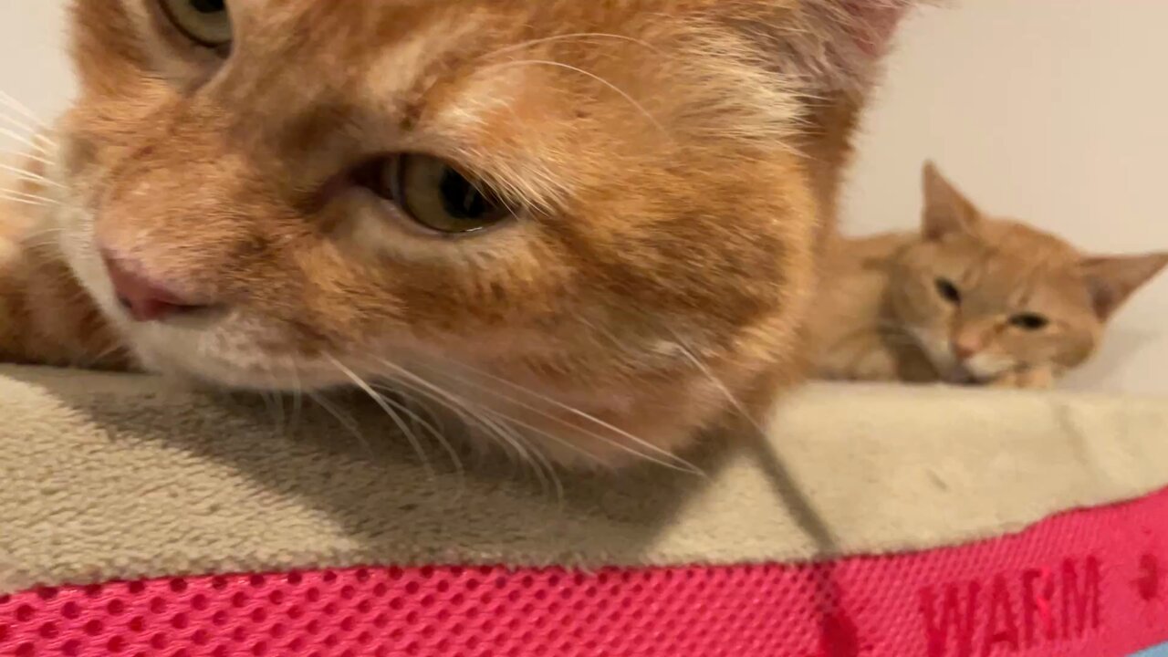 白③他①にゃんたさん専用 ニイタカ】ブリーチS 5.5Kg*3 業務用洗剤 業務用洗浄剤 業務用