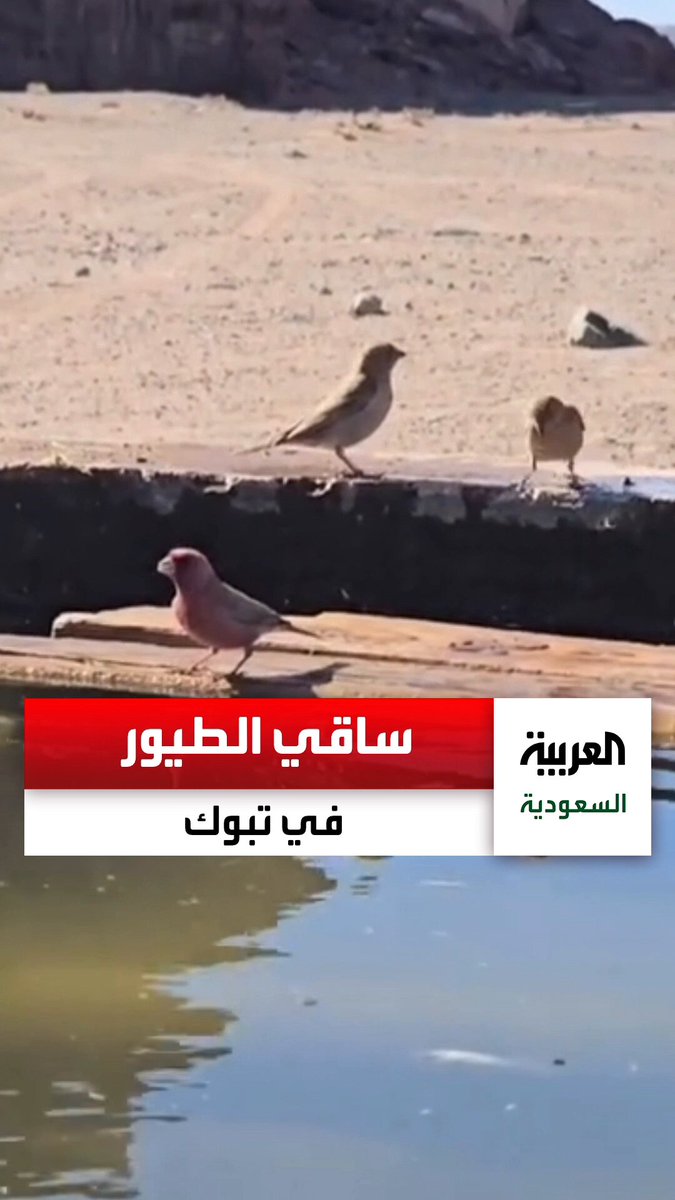 "سعيد العطيوي" مواطن في تبوك سخّر وقته لسقيا الطيور والحيوانات في الصحراء. عبر 