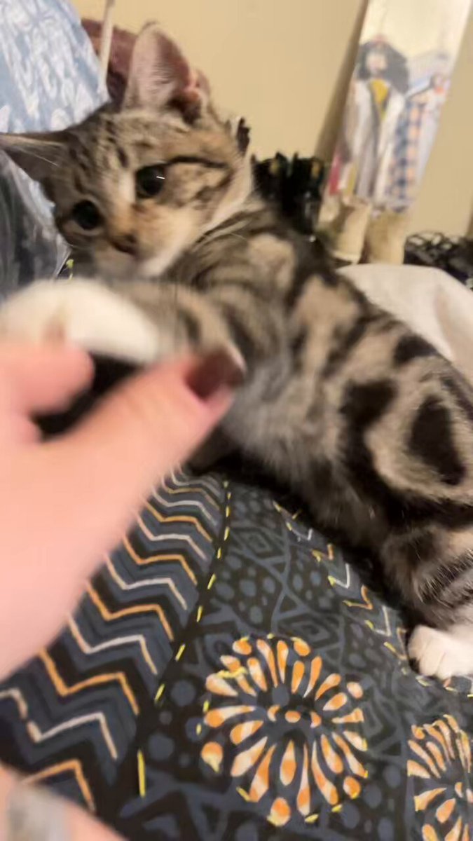 猫アレルギー氏 アレルギーのある人のための低アレルギー性の猫種 10 種