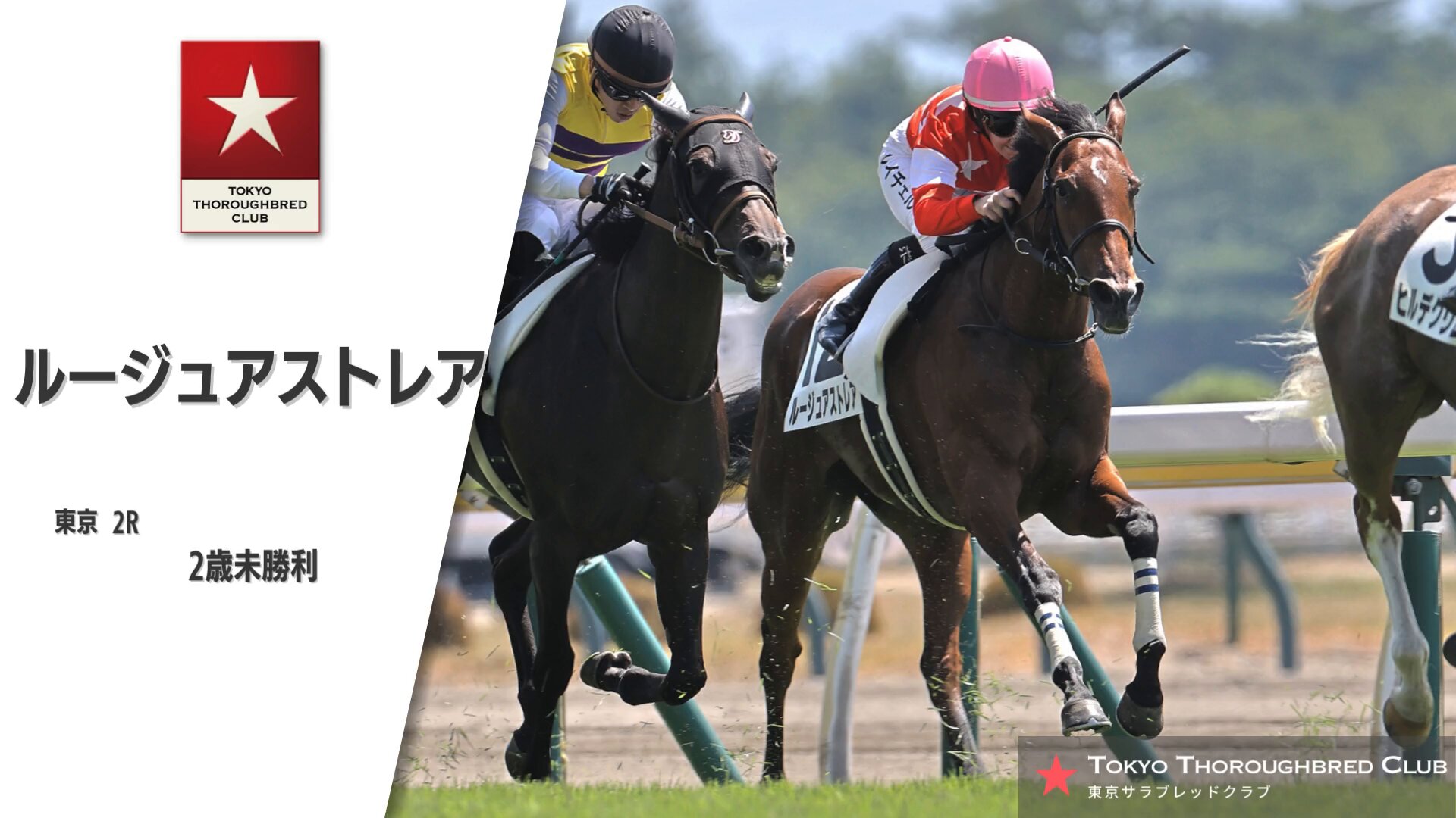 公式】東京サラブレッドクラブ on X: 