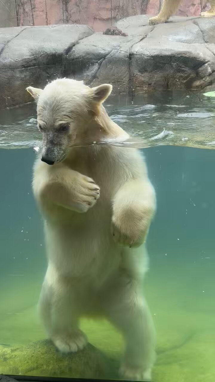 希少　ホッキョクグマの椅子 スツール ホッキョクグマ107 | HANSA