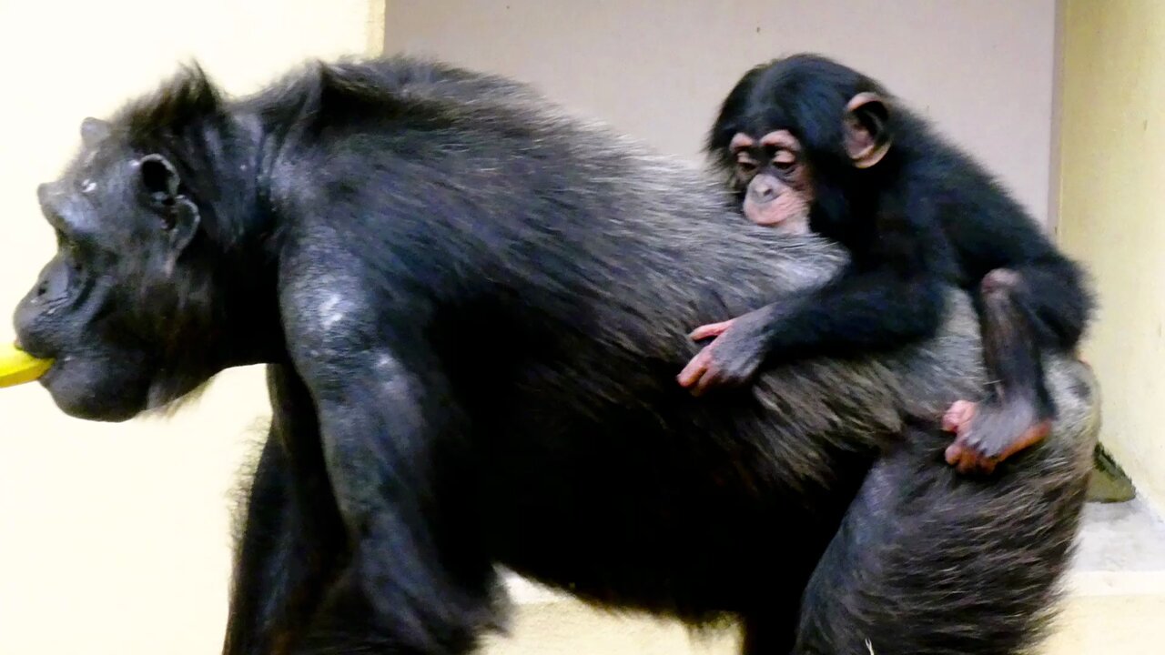 チンパンジー - Search / X