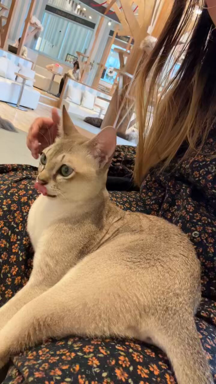 ラヴィ様·͜·ᰔᩚリバティ❤︎フォレストウェーブ❤︎後ろ姿猫ちゃんオーダー3点·͜·ᰔᩚ ラヴィ様·͜·ᰔᩚリバティ❤︎フォレストウェーブ❤︎後ろ姿猫