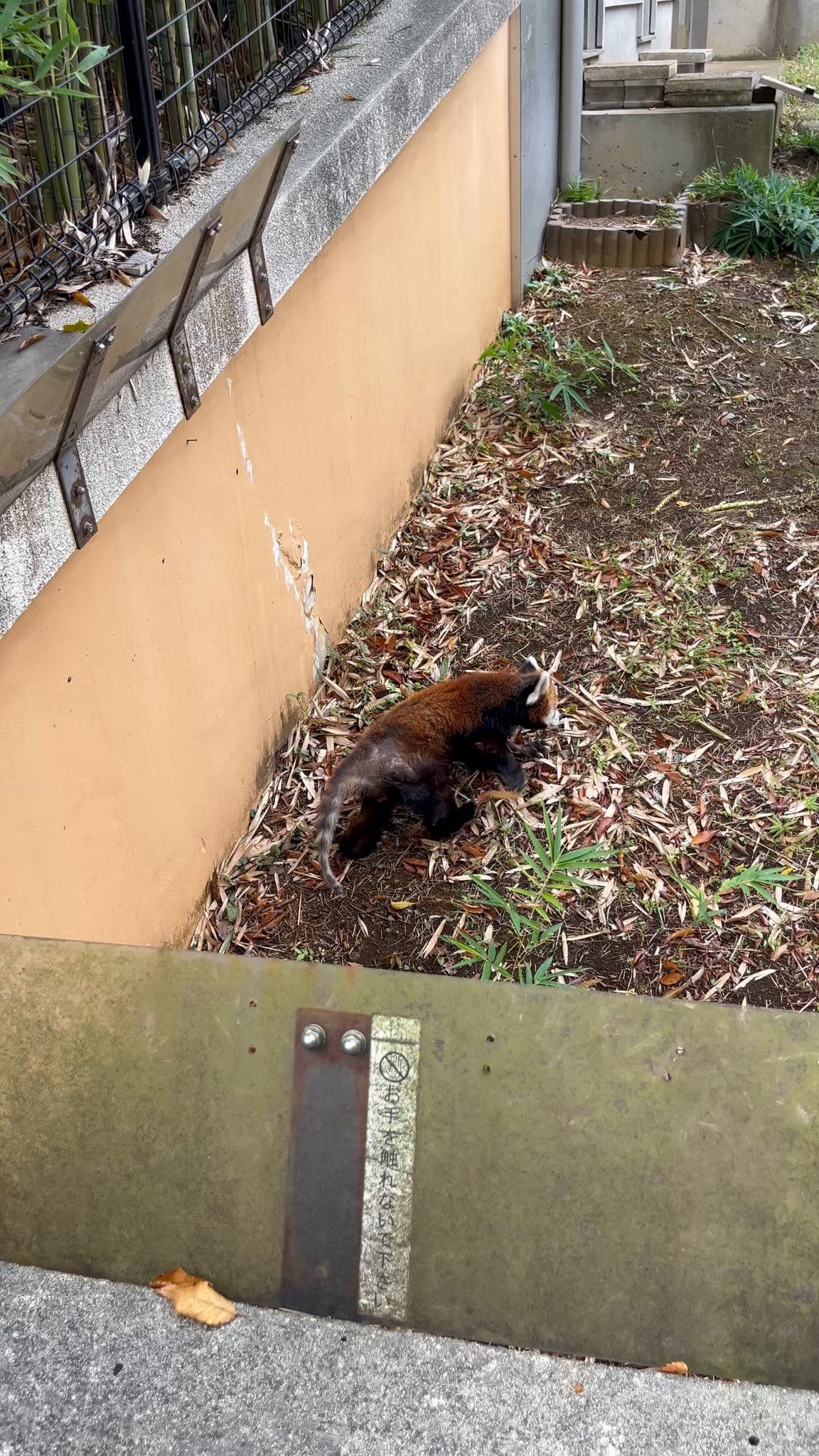 レッサーパンダ シセンレッサーパンダ | 動物図鑑 | ZFC.jp