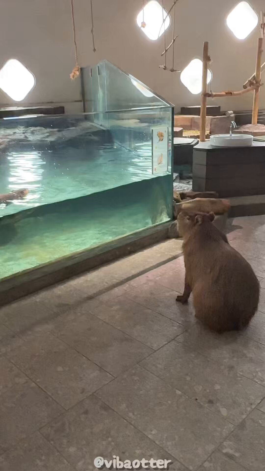 やまだたけし 山田たけし🐥新人vtuber (@takeshiyamadav) / X