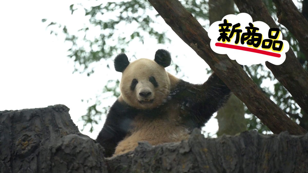 シャンシャンの家 on X