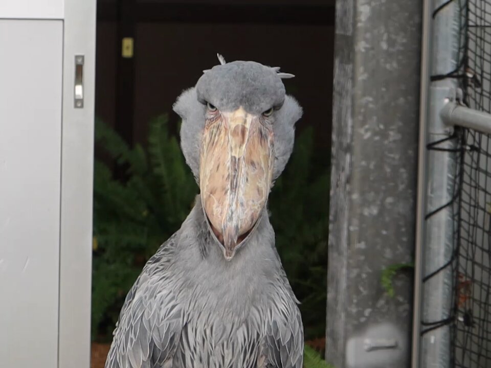 ハシビロコウ (@bIiWyicnGjuzhmc) / Posts / X