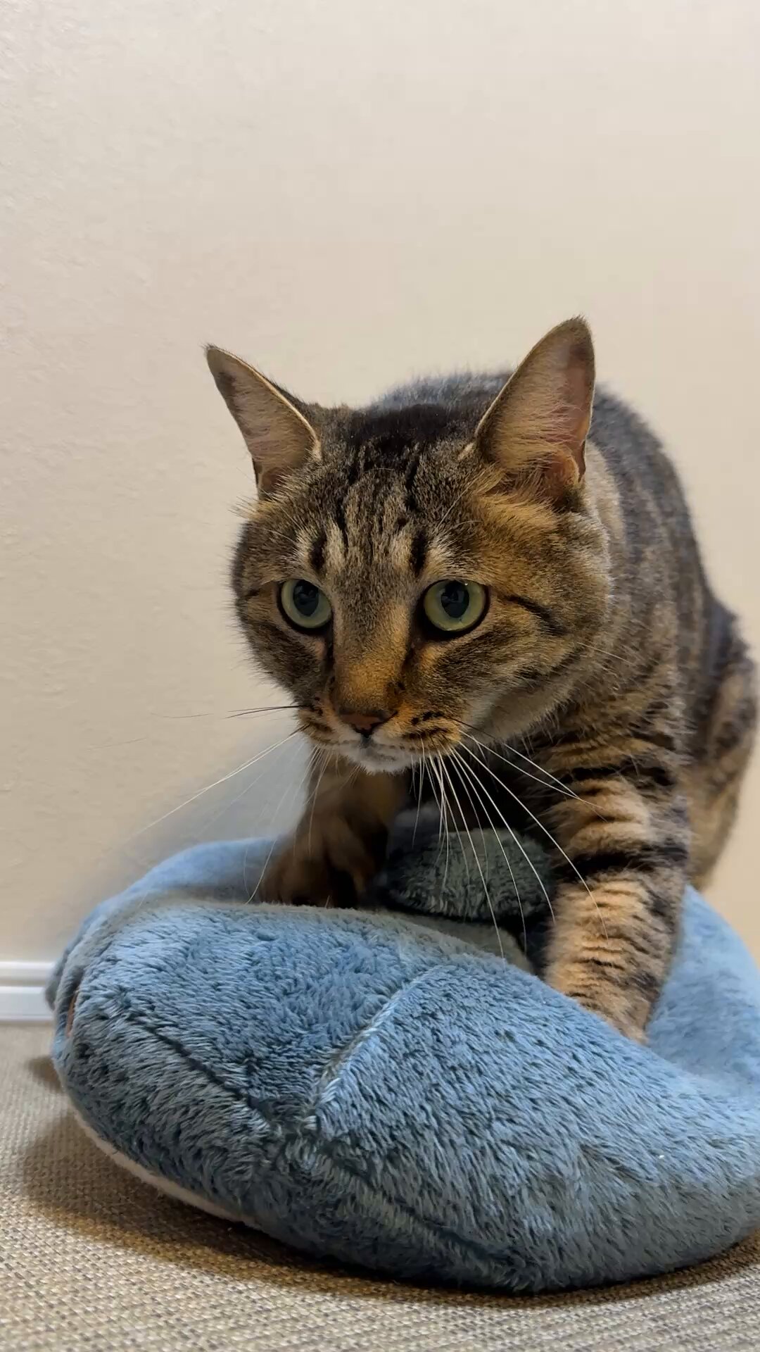 ネコマスター (@neko_tan) / X