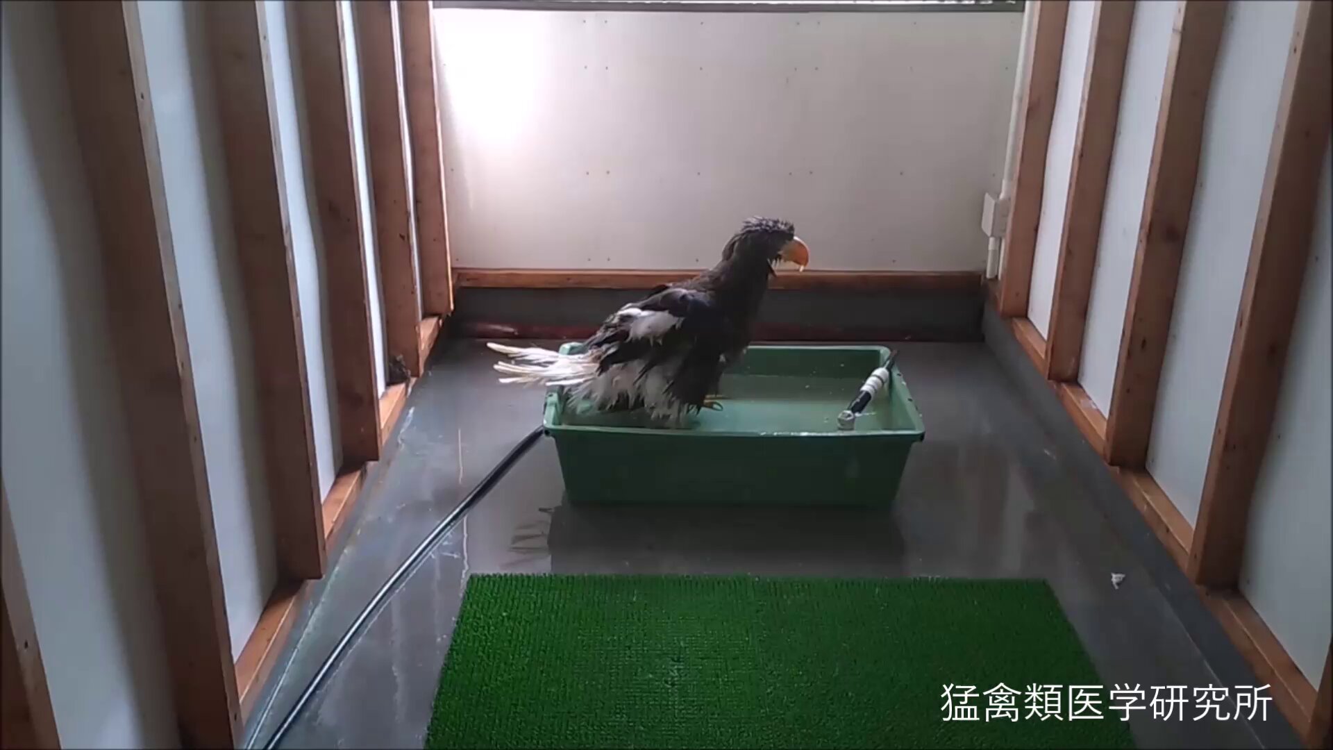 猛禽類学 猛禽類学 | 山崎 亨 |本 | 通販 | Amazon