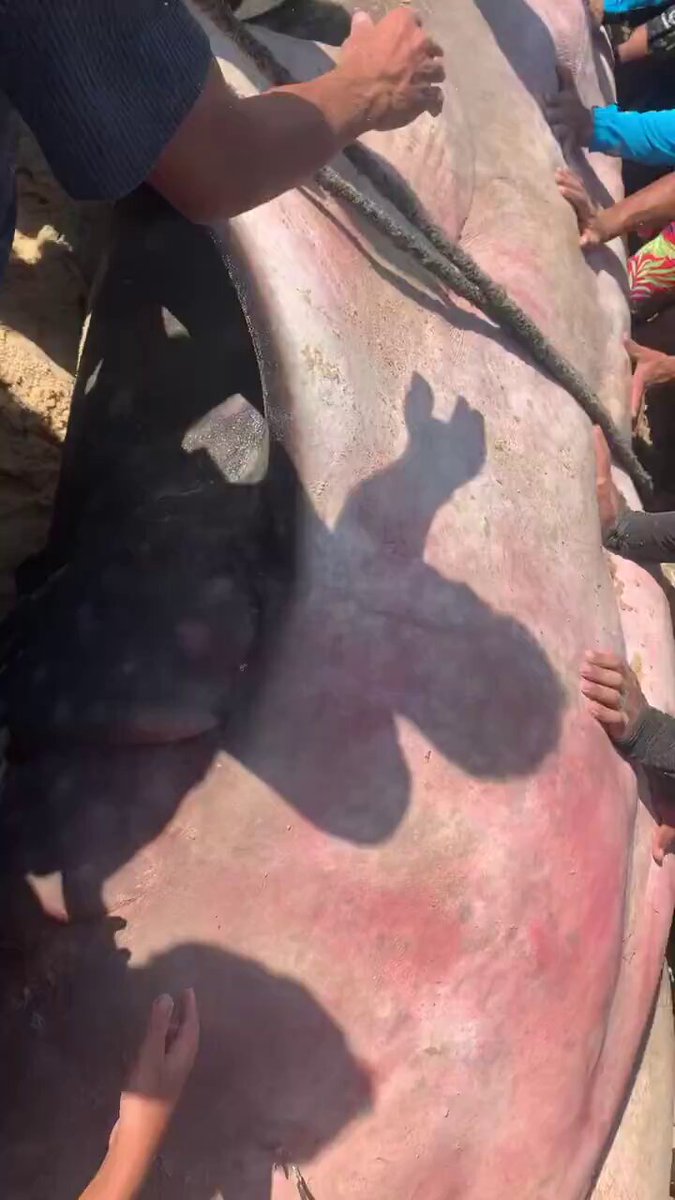 أهالى غزة يصطادون سمكة بطول 10 أمتار ووزن 2 طن على شاطئ خان يونس 