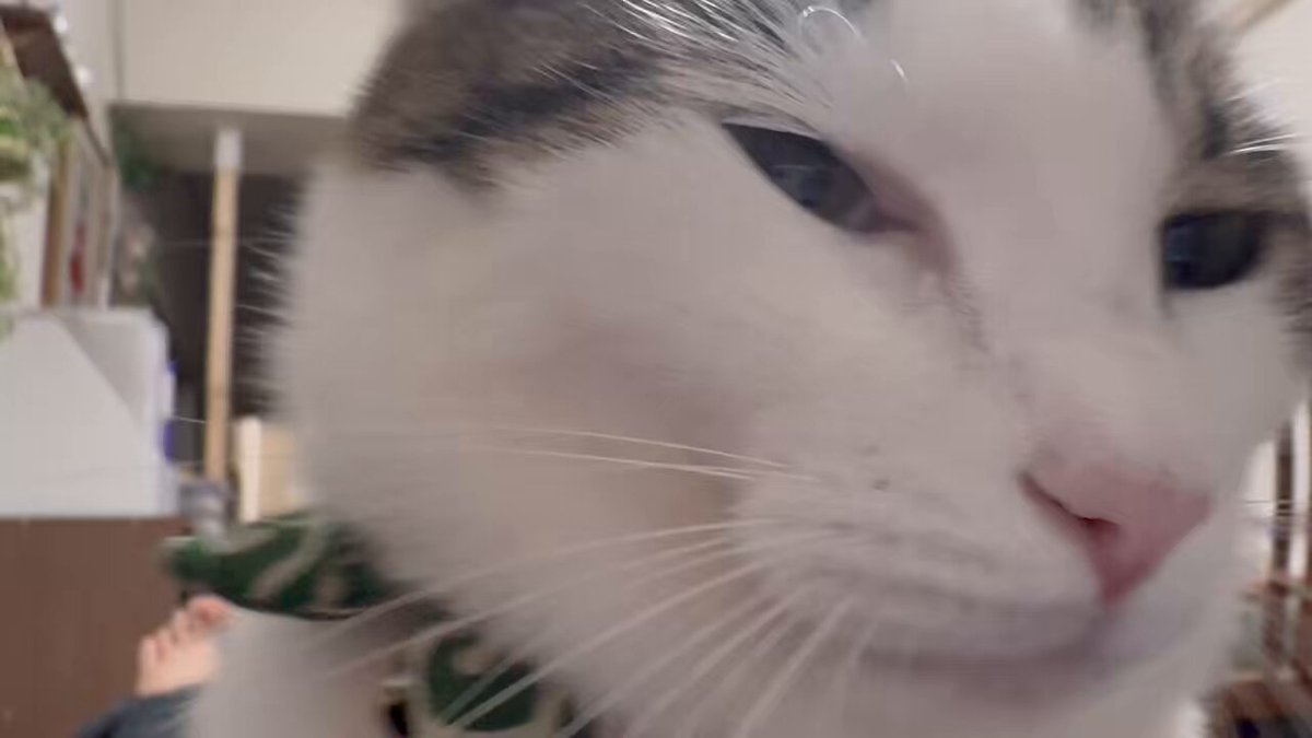 みつねこ。ページ♡ ふくンツ (@fukuruneko0718) / X