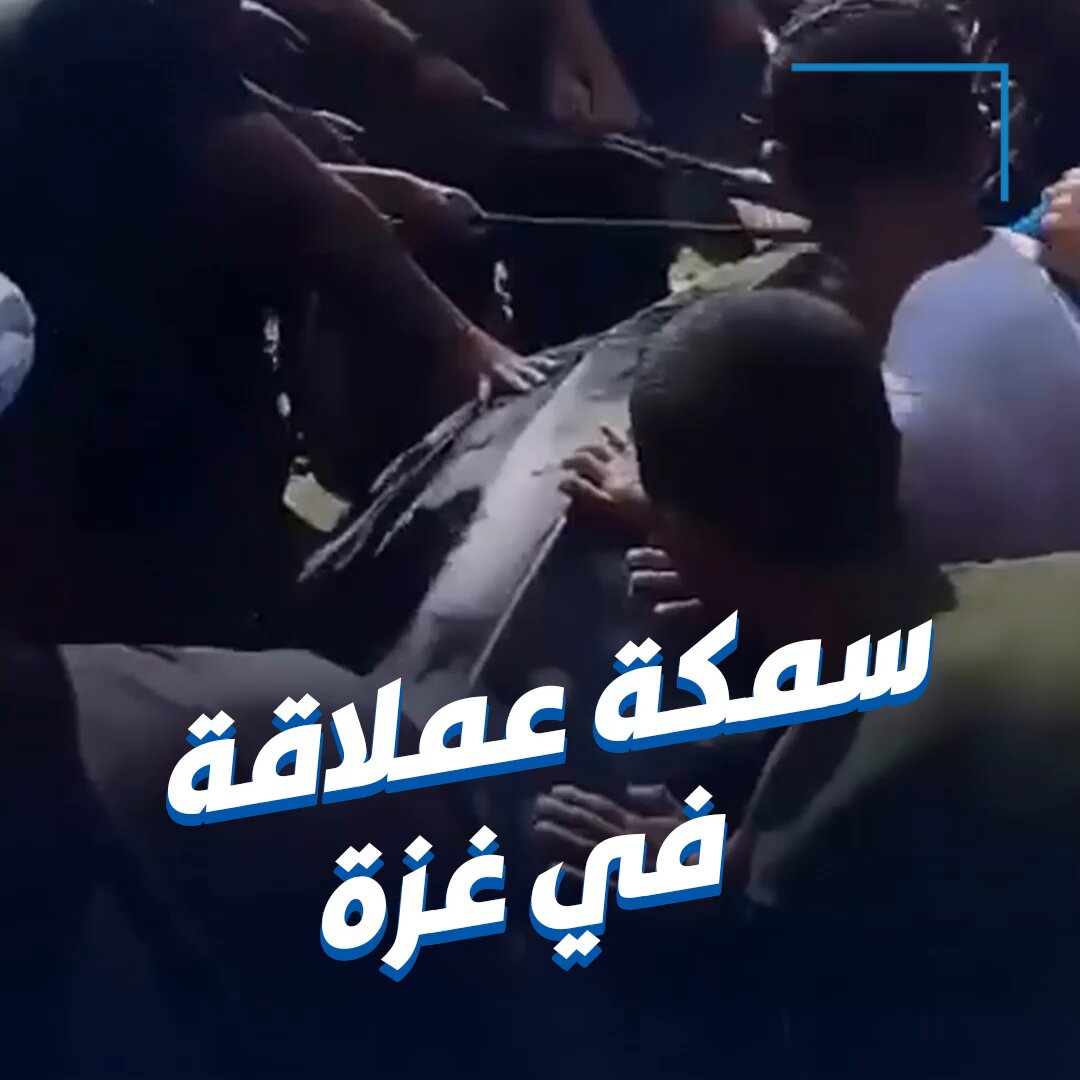 فرحة أهالي غزة باصطياد سمكة عملاقة طولها يقارب 10 أمتار في خان يونس 