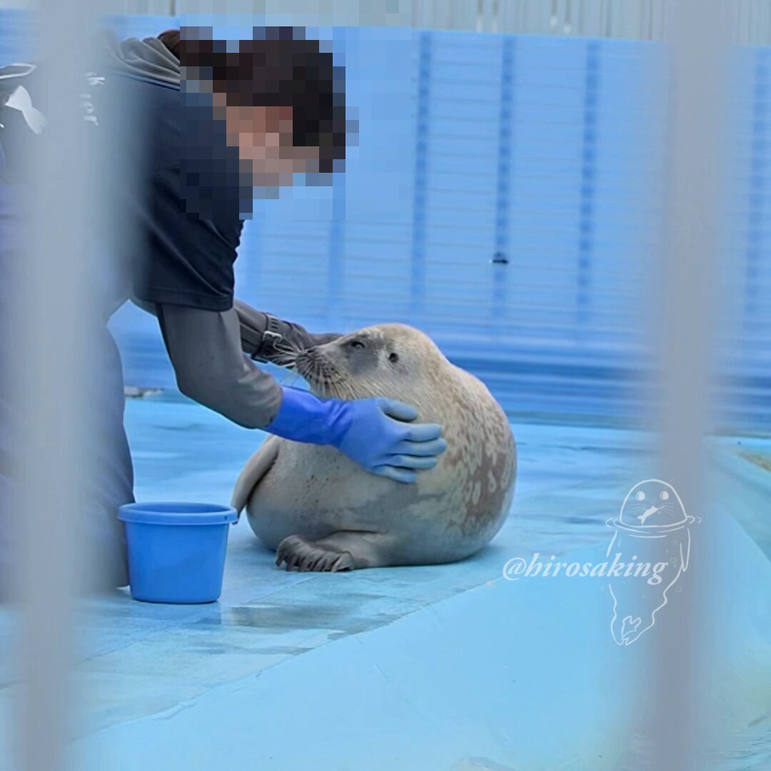 ヒロサキ🦮🦭 on X: 