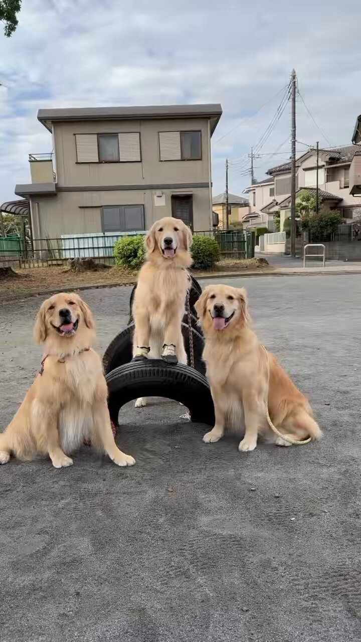 『今こそうー特価』　Kaori 『子犬たち』 Maybe she's not your real mom - YouTube